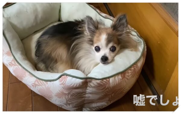 田中樹　愛犬